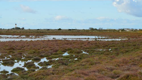 Marsh in Open Plains under Blue Sky