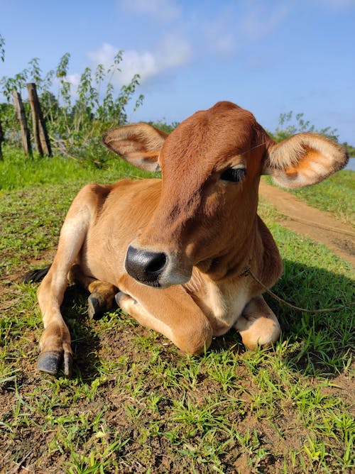 Close Up Photo of a Brown Cow