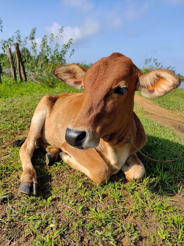 Close Up Photo Of A Brown Cow