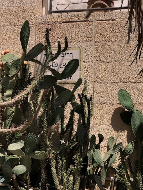 бесплатная Бесплатное стоковое фото с бетонная стена, ботаника, ботанический Стоковое фото