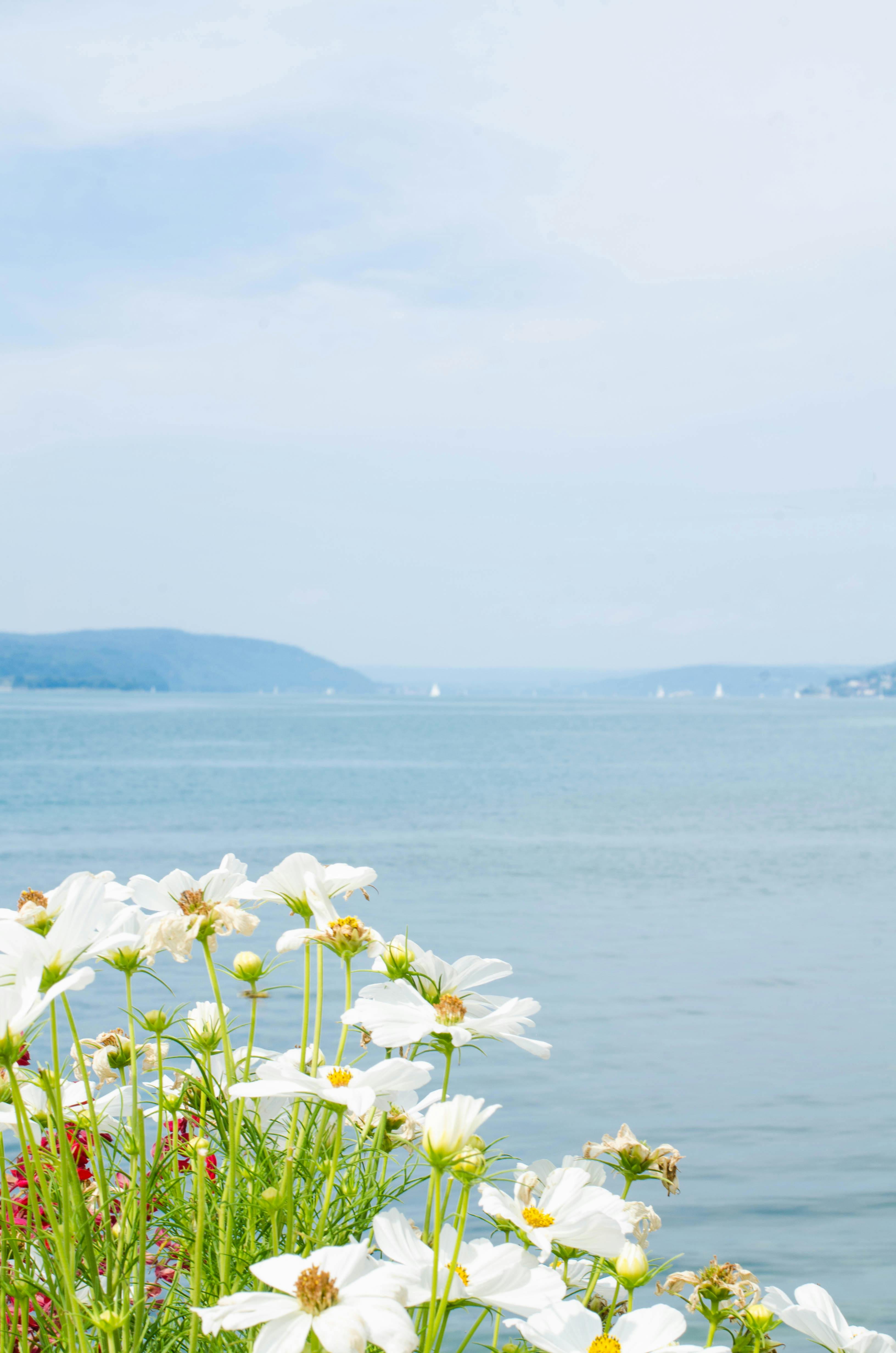 Red Flowers on Body of Water · Free Stock Photo