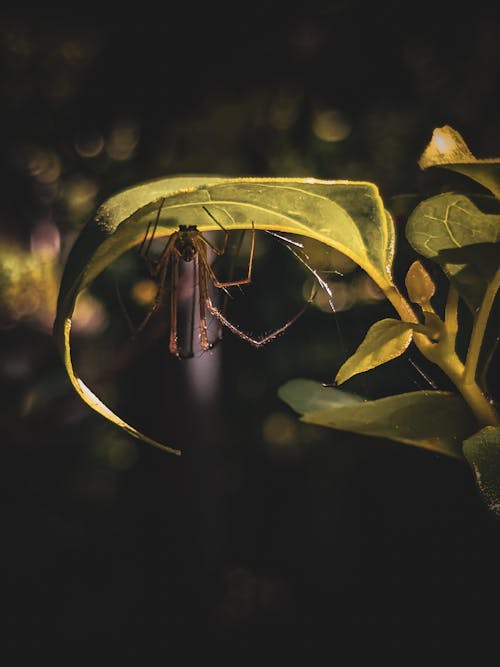 Foto profissional grátis de aracnídeo, aranha, folha