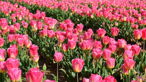 Pink Flowers in Close Up Photography