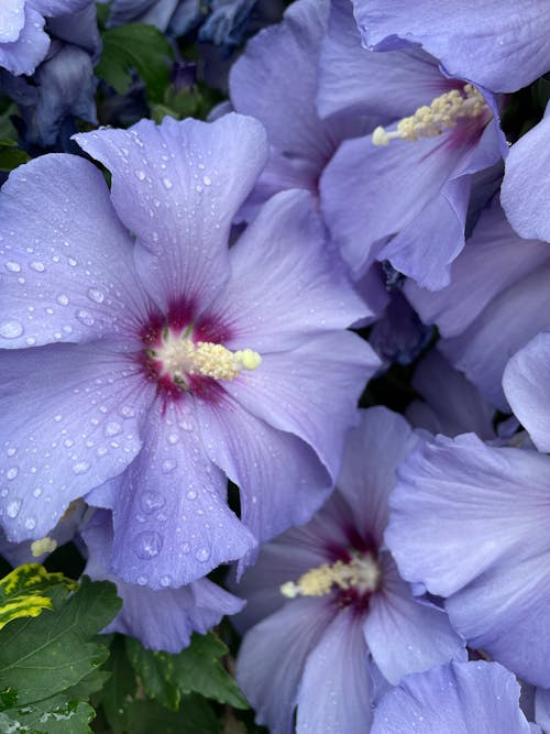 Gratis arkivbilde med blomsterblad, blomstrer, delikat