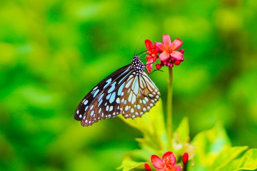 Free A delicate butterfly with blue and black wings rests on vivid red flowers amidst lush greenery. Stock Photo