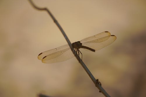 免费 幹, 特写, 蜻蜓目 的 免费素材图片 素材图片