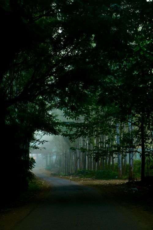 Free Serene forest road enveloped by green trees and mist, inviting a peaceful journey. Stock Photo