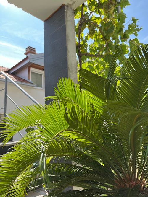 Green Palm Tree Beside Concrete Column