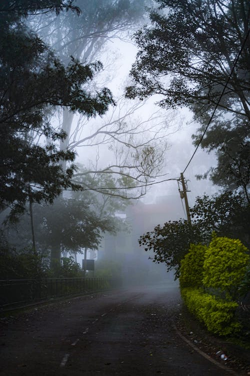 免費 垂直拍攝, 有霧, 樹木 的 免費圖庫相片 圖庫相片