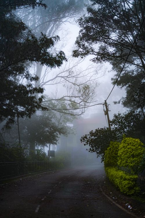 Free A serene foggy forest road enveloped by mist and trees, creating a mysterious atmosphere. Stock Photo
