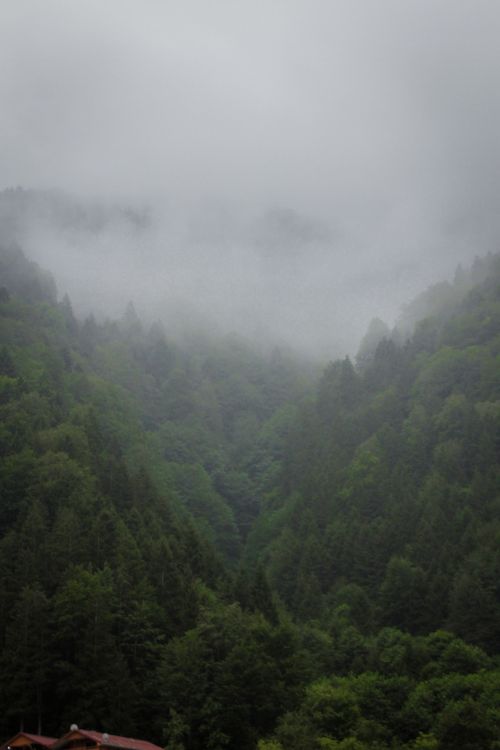 Foggy valley ringed by dense forest — Feyza Tugba on Pexels