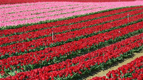 Free A colorful field of red and pink tulips blossoming outdoors, capturing spring's beauty. Stock Photo