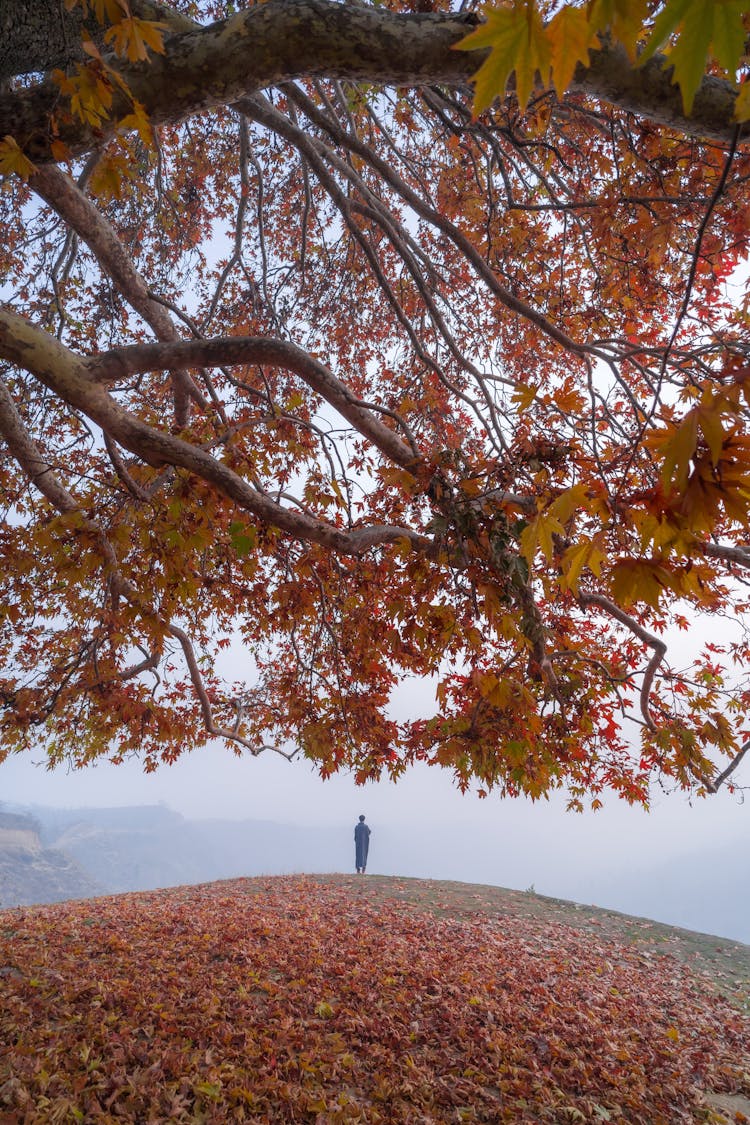 Person Standing Under A Huge Tree On A Hill In Autumn 