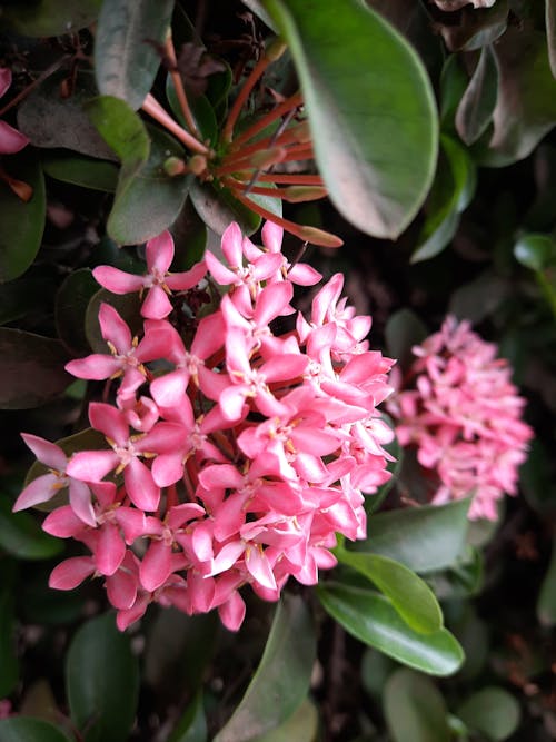 Beautiful Pink Flower and Green Leaves