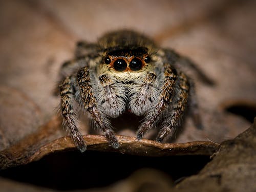 Foto Macro Di Phidippus Audax