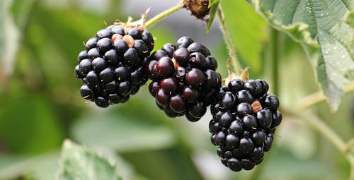 Free Round Black Fruit Stock Photo