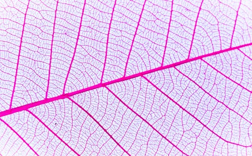 Purple and White Leaf