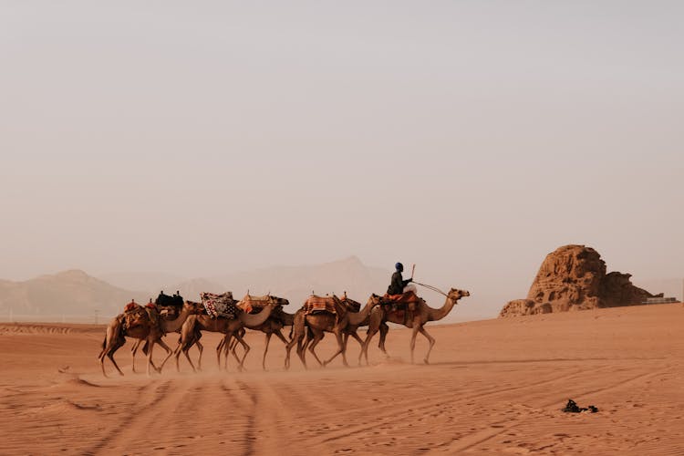 Camels With Baggage In Wadi Rum Valley, Jordan 