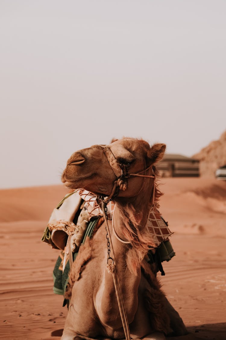 Portrait Of A Camel In The Desert 