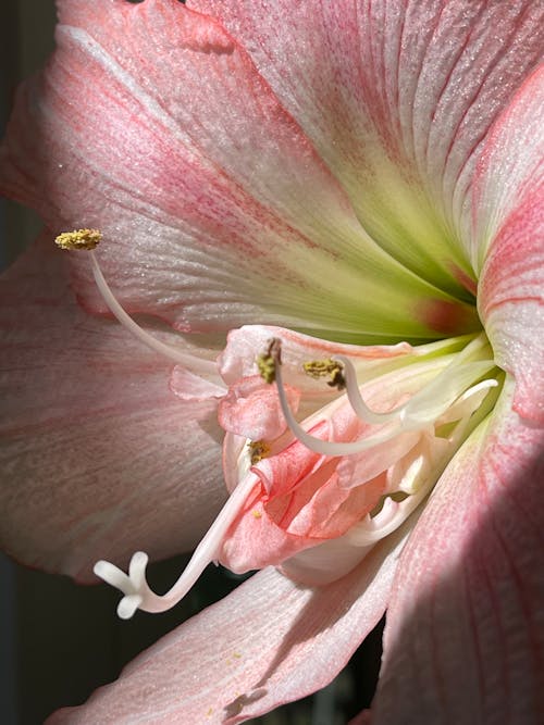 Pink and White Flower in Macro Photography