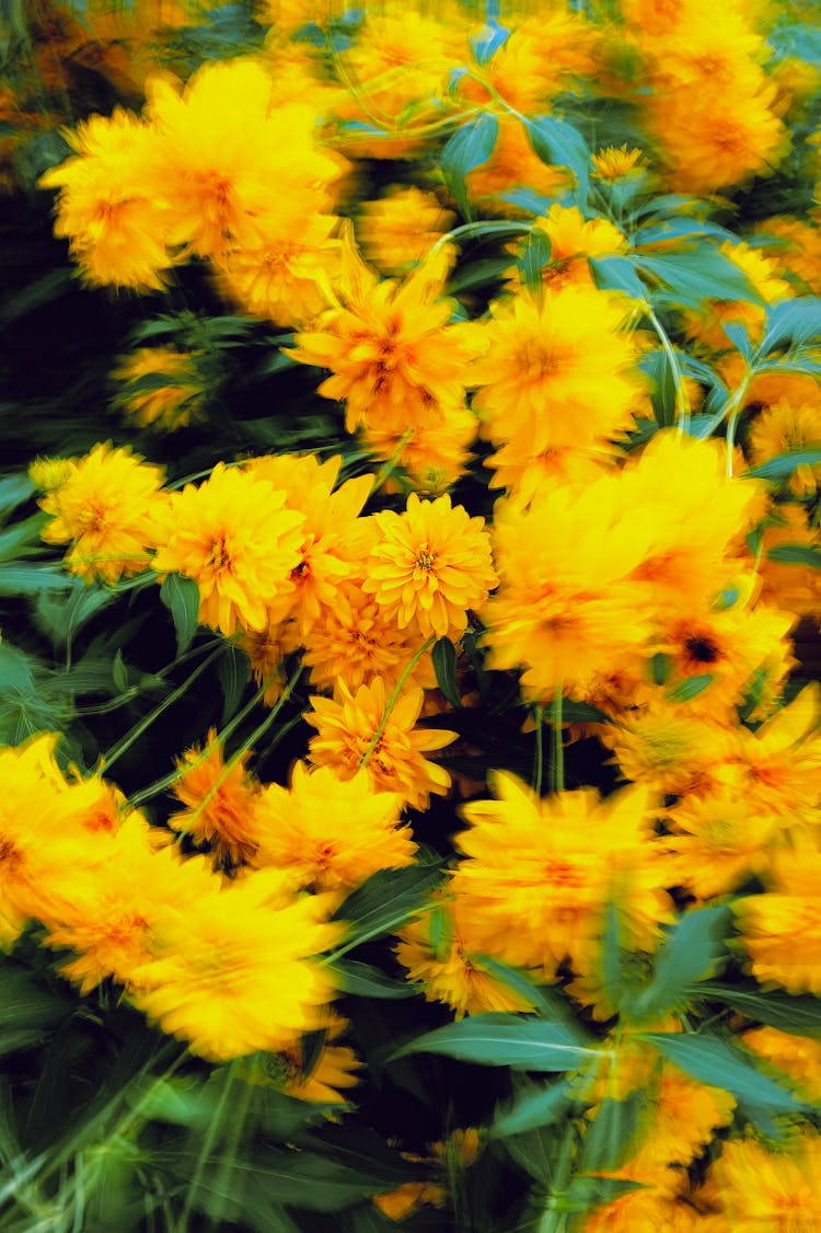 Blurry Picture Of Yellow Japanese Rose Flowers