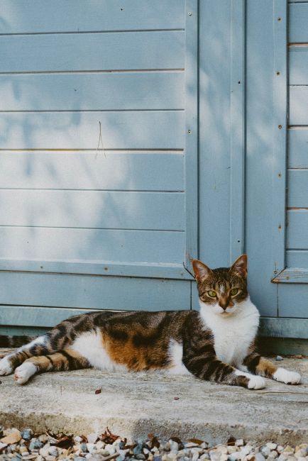 A tranquil tabby cat lounging outdoors against a blue wall, capturing a serene moment.