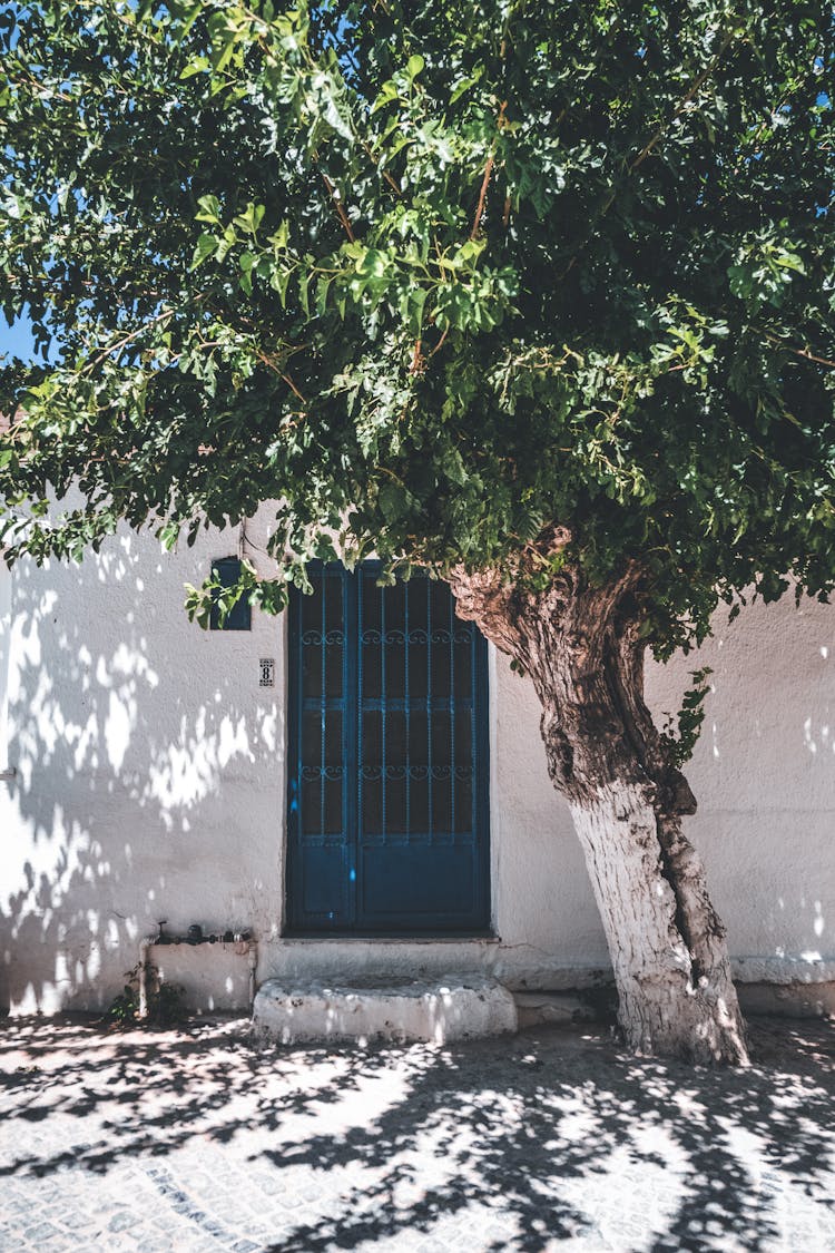 A Blue Steel Gate Beside A Tree