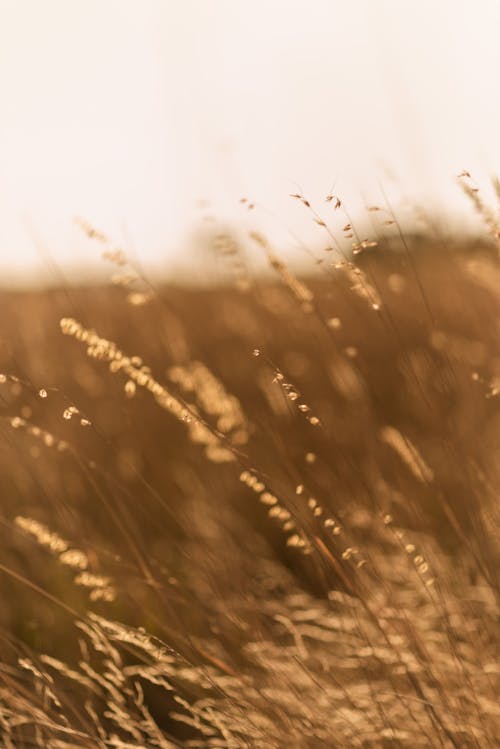 Brown Grass Field