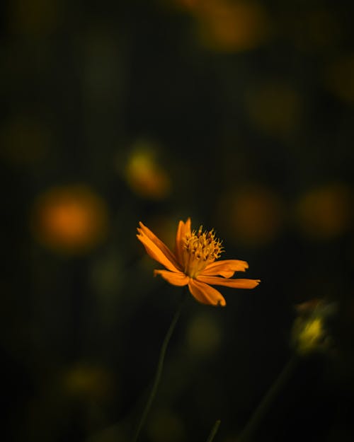 Blossoming Flower Head of the Cosmos Sulphureus