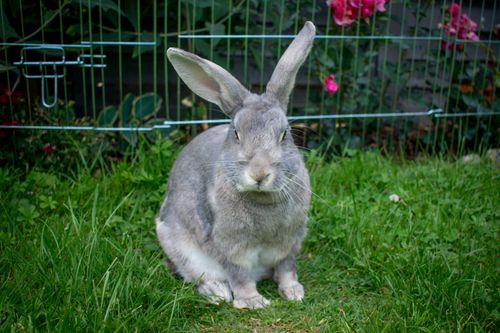 Free Adorable grey rabbit in a lush garden, perfect for animal lovers. Stock Photo