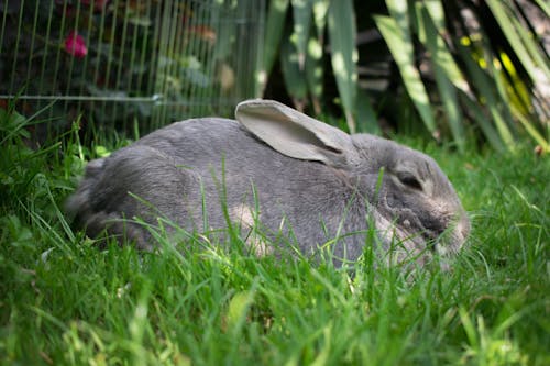 免費 兔子, 動物, 動物攝影 的 免費圖庫相片 圖庫相片