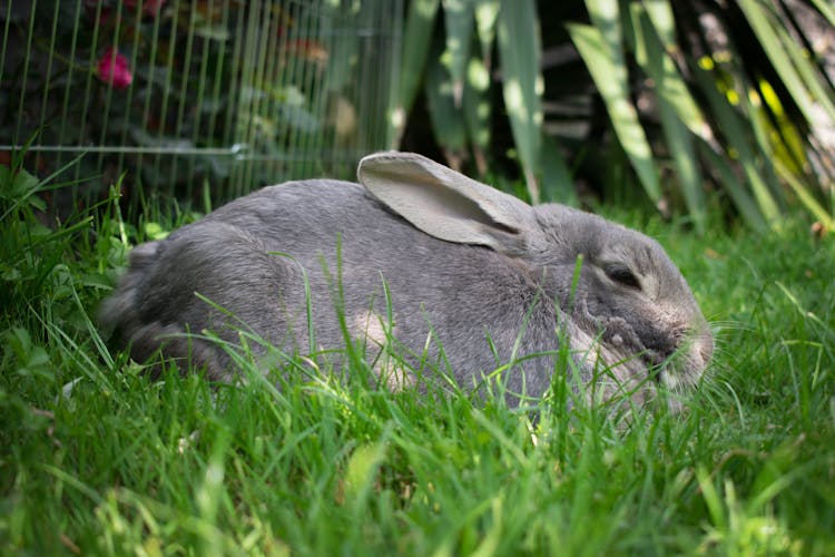 A Grey Rabbit On Green Grass