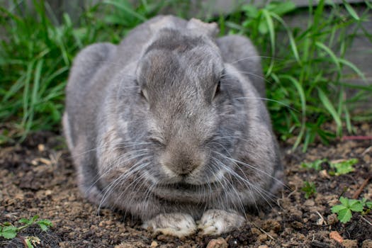 Charming close-up of a grey rabbit lying on soil, surrounded by grass.