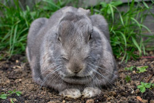 Free Charming close-up of a grey rabbit lying on soil, surrounded by grass. Stock Photo