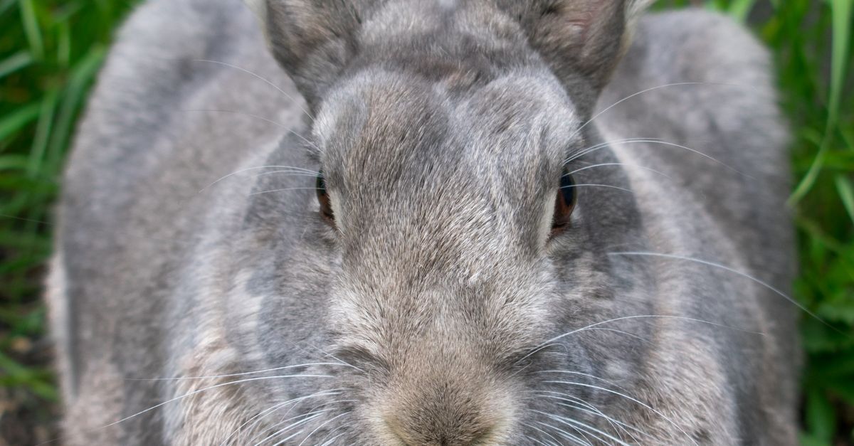 Close-up Photo of Cute Flemish Giant Rabbit · Free Stock Photo