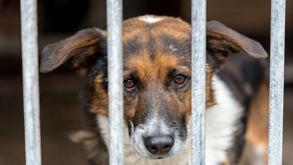 Lost And Found Pets Brisbane Singapore