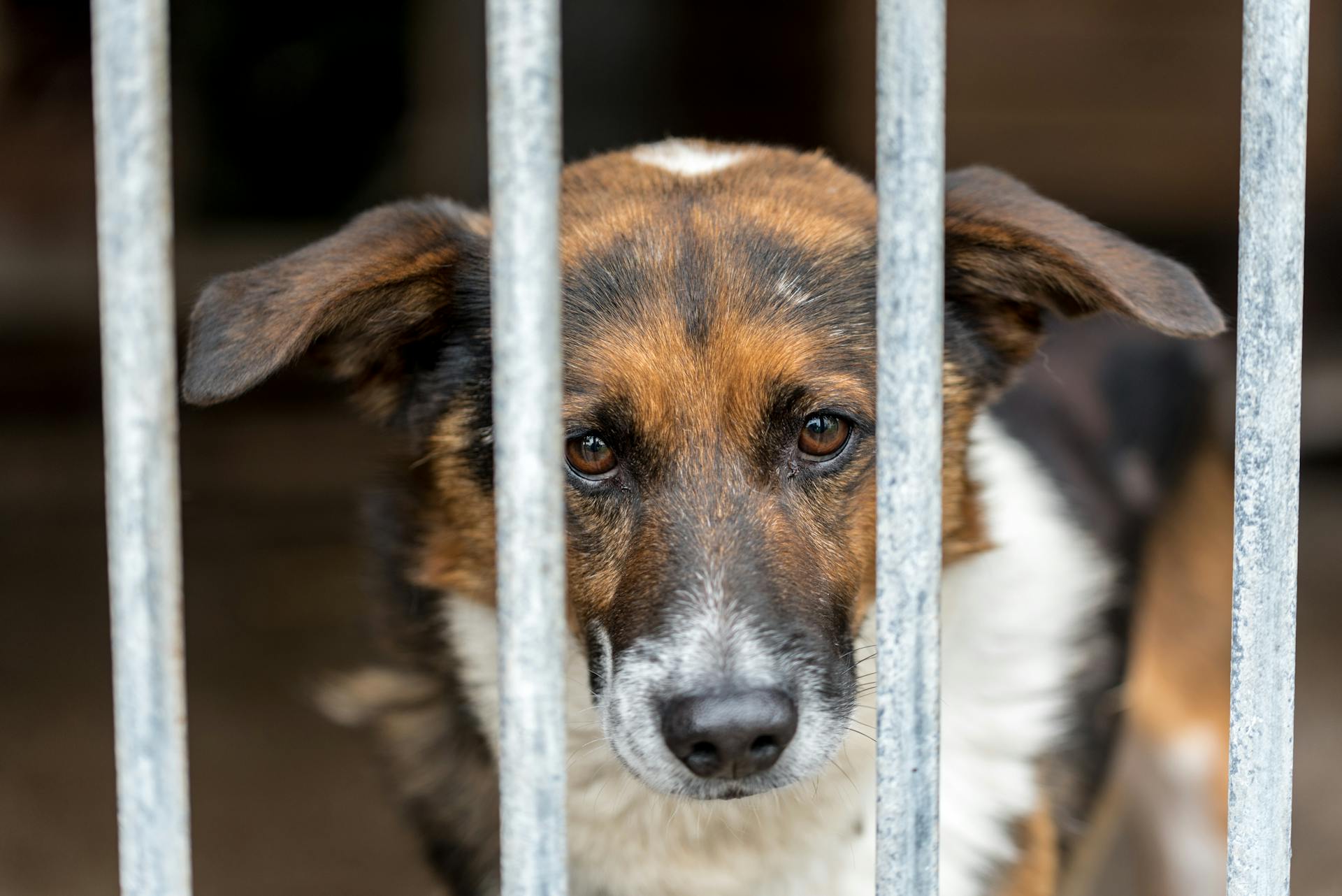 Close Up Shot of a Dog in the Cage