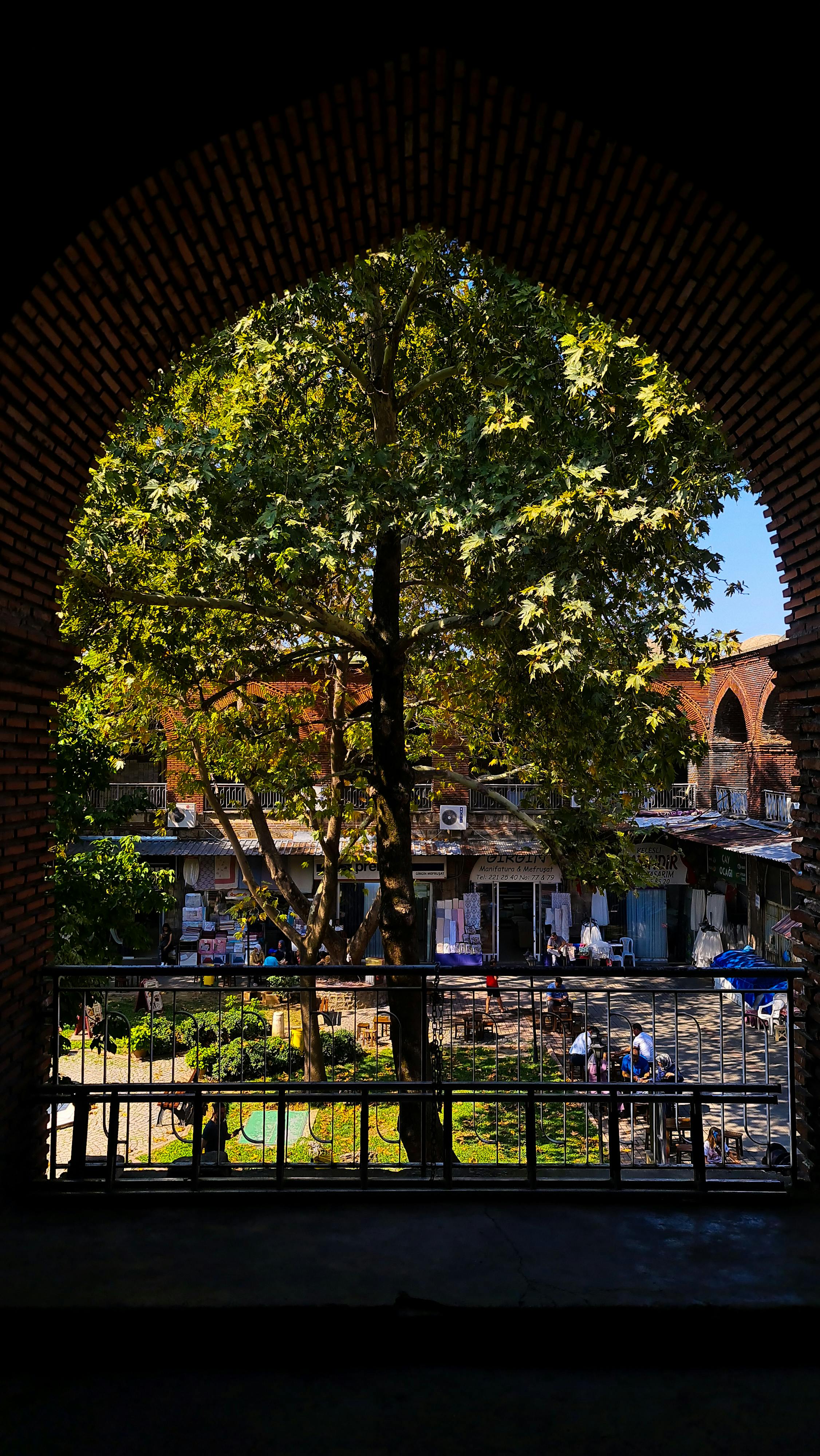 A beautiful green tree observed from a traditional arched balcony framing an outdoor courtyard.