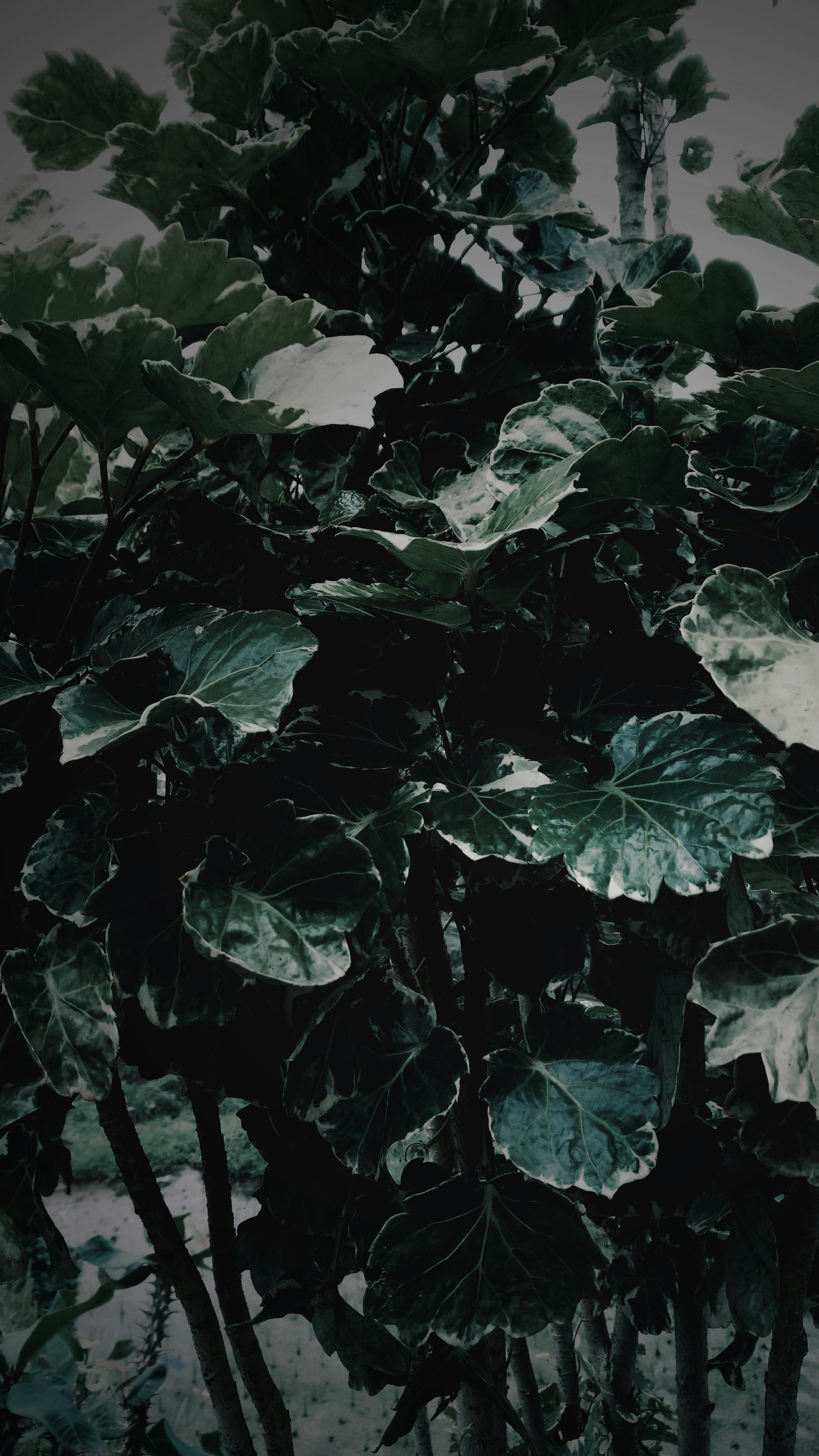 Free stock photo of dark green, dark green plants, Dark Leaves