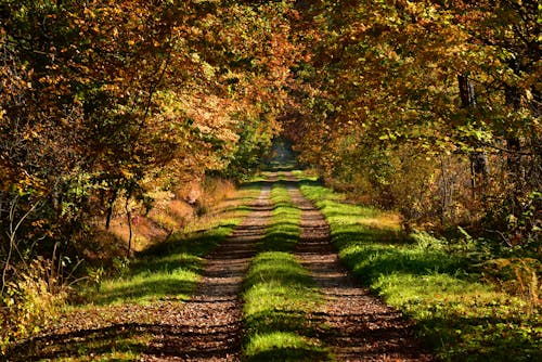Fotobanka s bezplatnými fotkami na tému cestička, jesenné stromy, nespevnená cesta