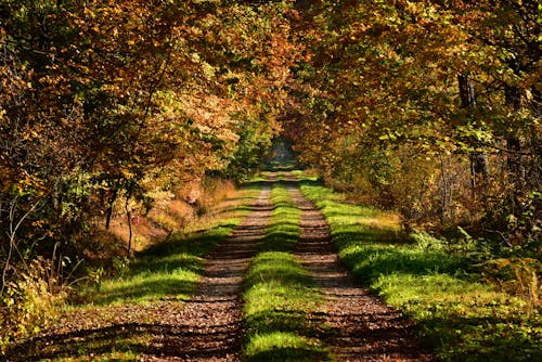 Foto d'estoc gratuïta de arbres de tardor, buit, camí de carro