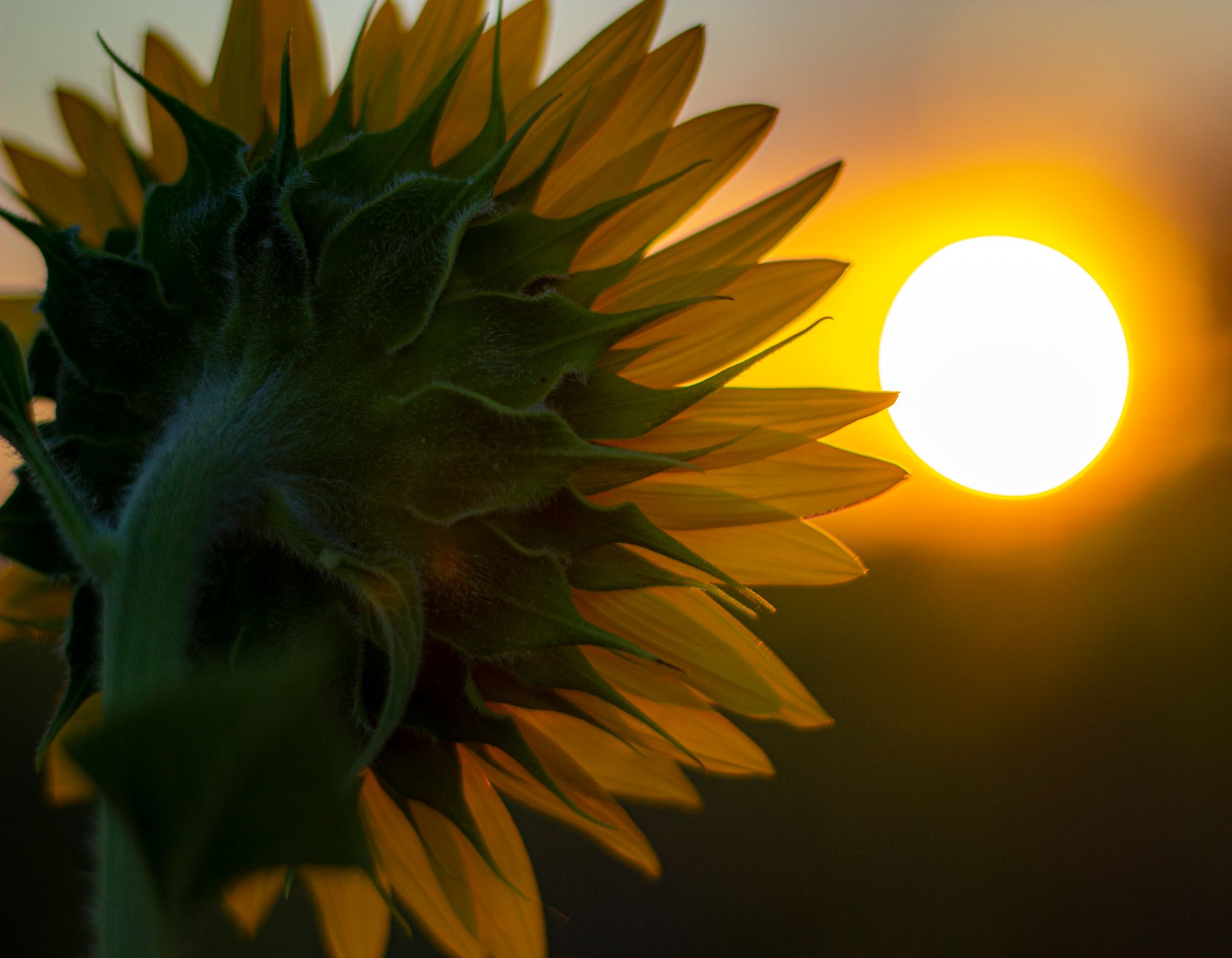 A close-up of a sunflower silhouetted by a vibrant sunset, emphasizing growth and natural beauty.