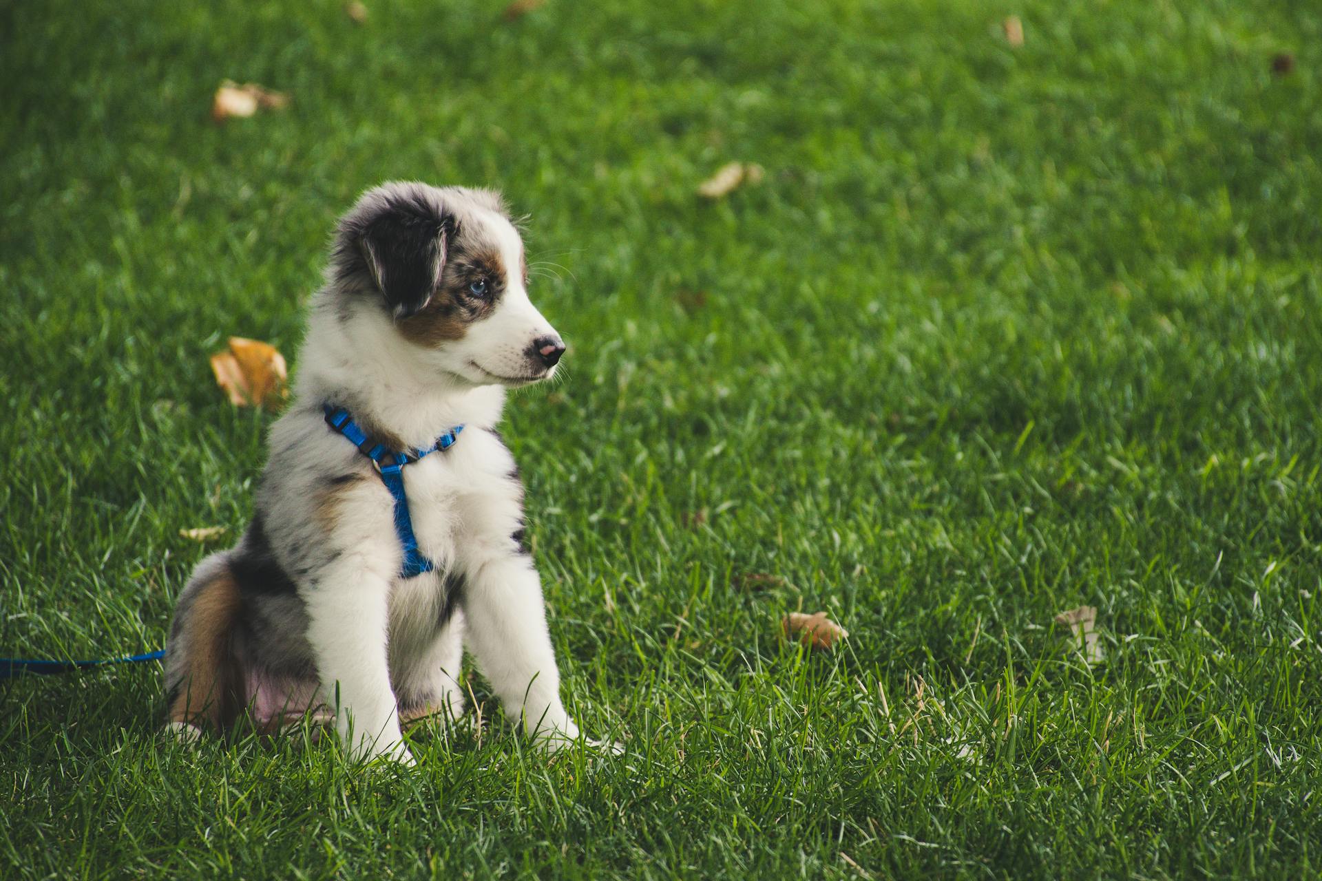 En vit och grå australisk herdehund som sitter på ett gräsfält