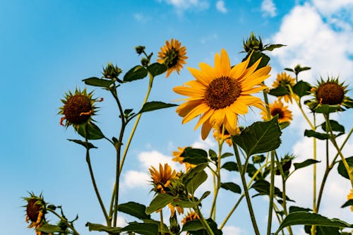 Sunflower Under Cloudy Sky