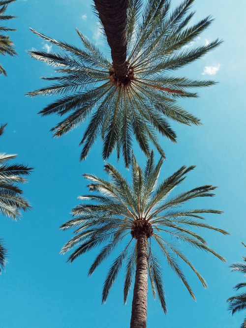 Free Low angle view of palm trees silhouetted against a bright blue sky, creating a tropical vibe. Stock Photo