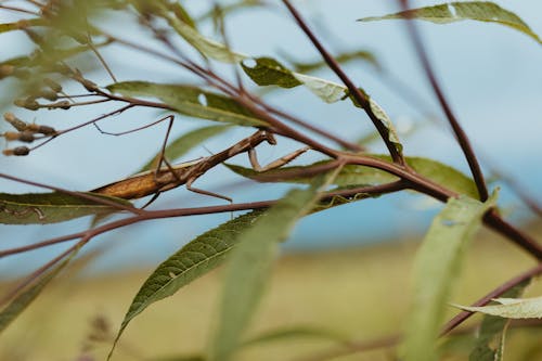 Бесплатное стоковое фото с богомол, жуки, листья