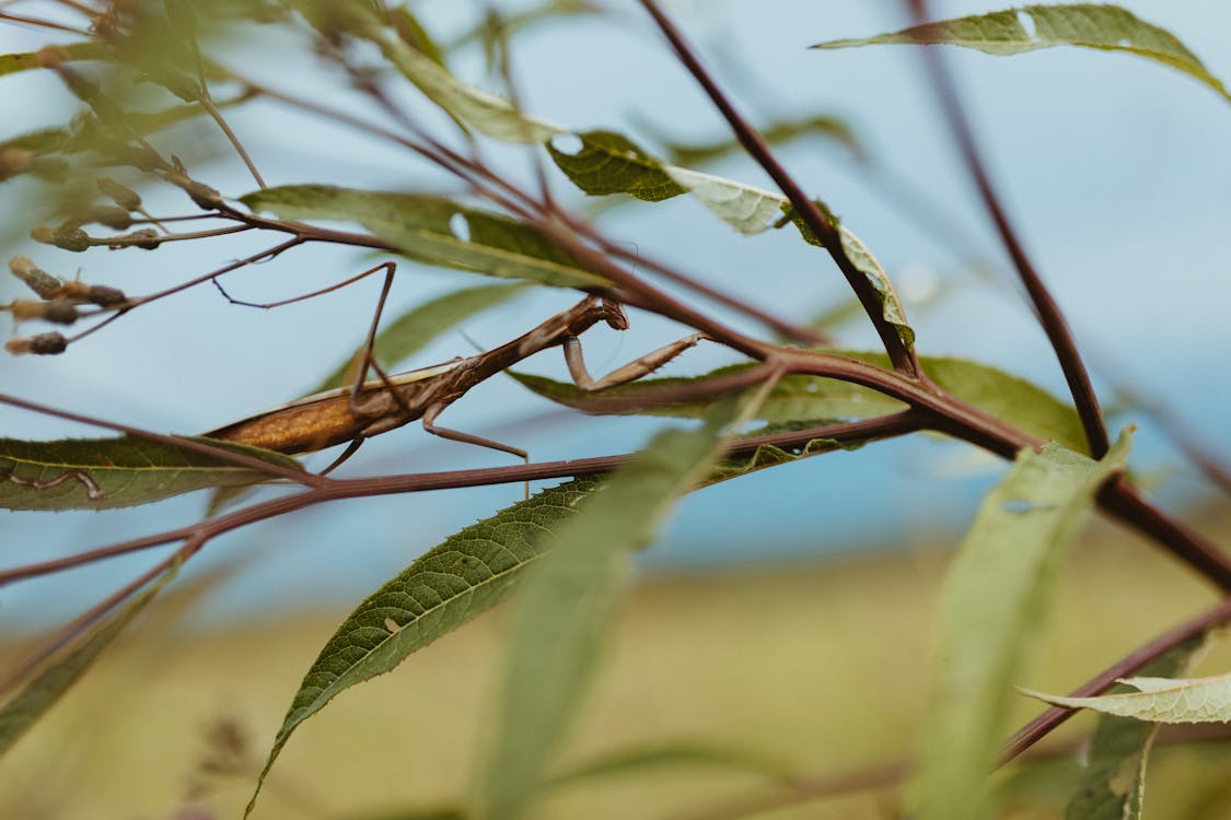 praying mantis