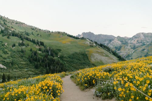 Kostenloses Stock Foto zu blumenfeld, gelbe blumen, grüner berg
