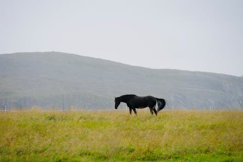 Black Horse on the Grass Field