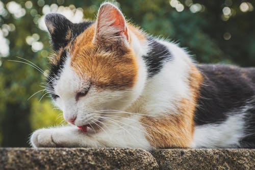 Calico Cat Licking Paw